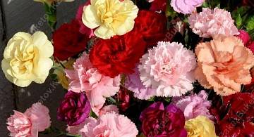 Гвоздика: цветок, который дарит настроение