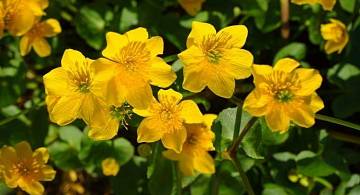 Гиперикум: целебные цветы