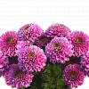 Георгины